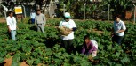 Αστική γεωργία : Οργανικές τροφές από τις φαβέλες. Dscf0055