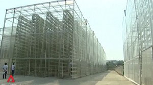 singapore-commercial-vertical-farm2
