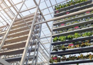 sky-greens-singapore-worlds-first-vertical-farm-537x377